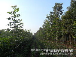 惠民縣皂戶李鎮藍天景觀苗木銷售基地 綠化苗木產品與花卉種植指南